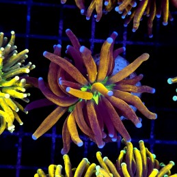 CC260 - Euphyllia glabrescens