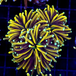 CC261 - Euphyllia glabrescens