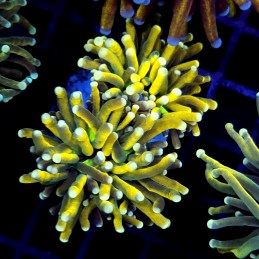 CC265 - Euphyllia glabrescens