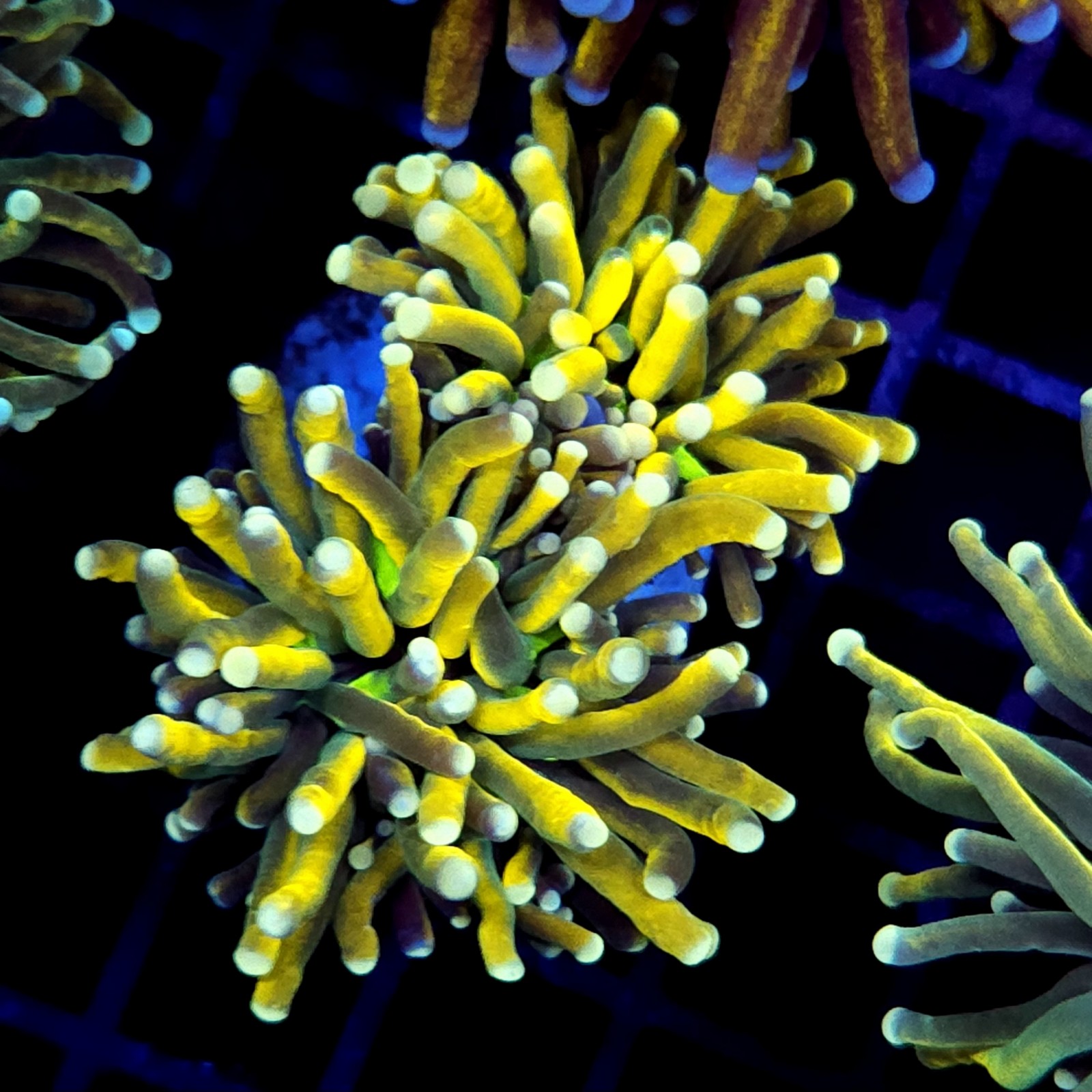 CC265 - Euphyllia glabrescens