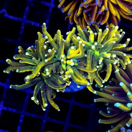 CC267 - Euphyllia glabrescens