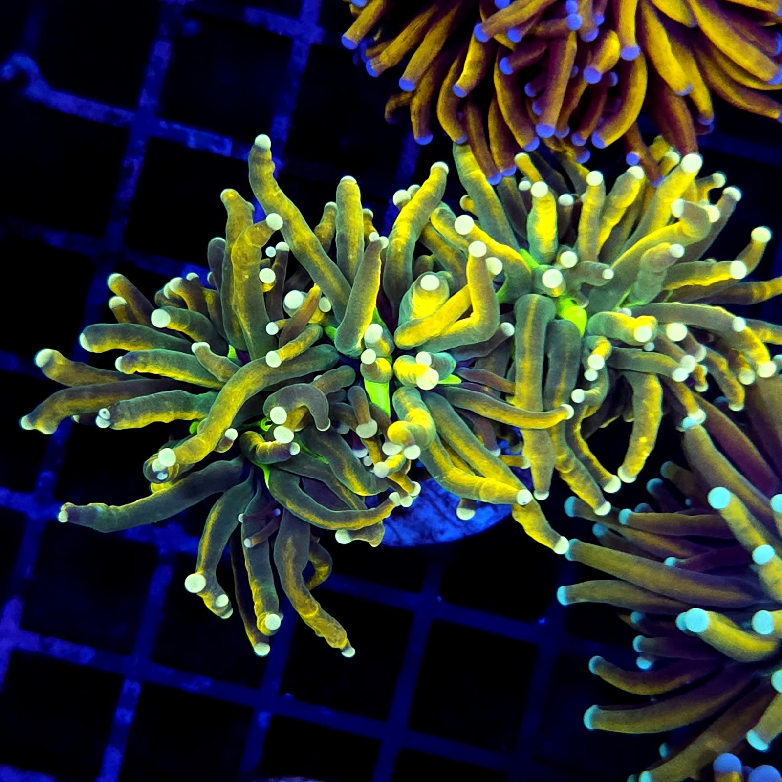 CC267 - Euphyllia glabrescens