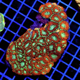 CC272 - Acanthastrea
