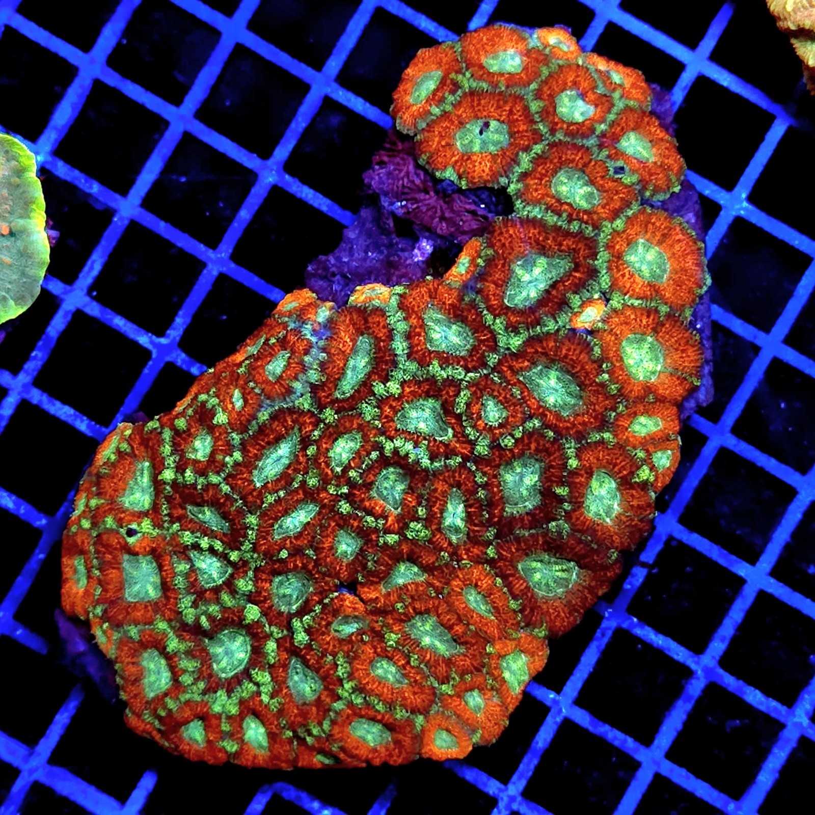 CC272 - Acanthastrea