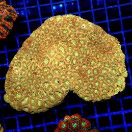 CC273 - Acanthastrea