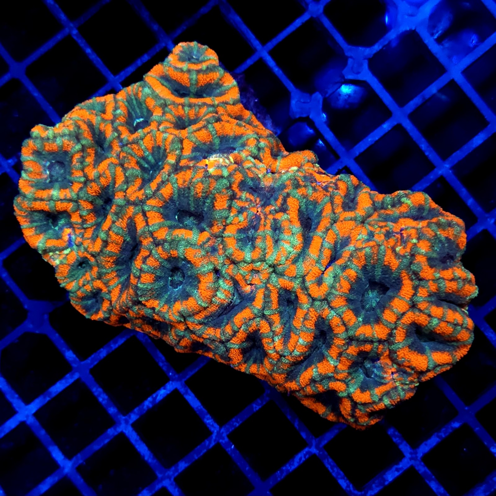 CC274 - Acanthastrea