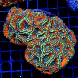 CC283 - Acanthastrea