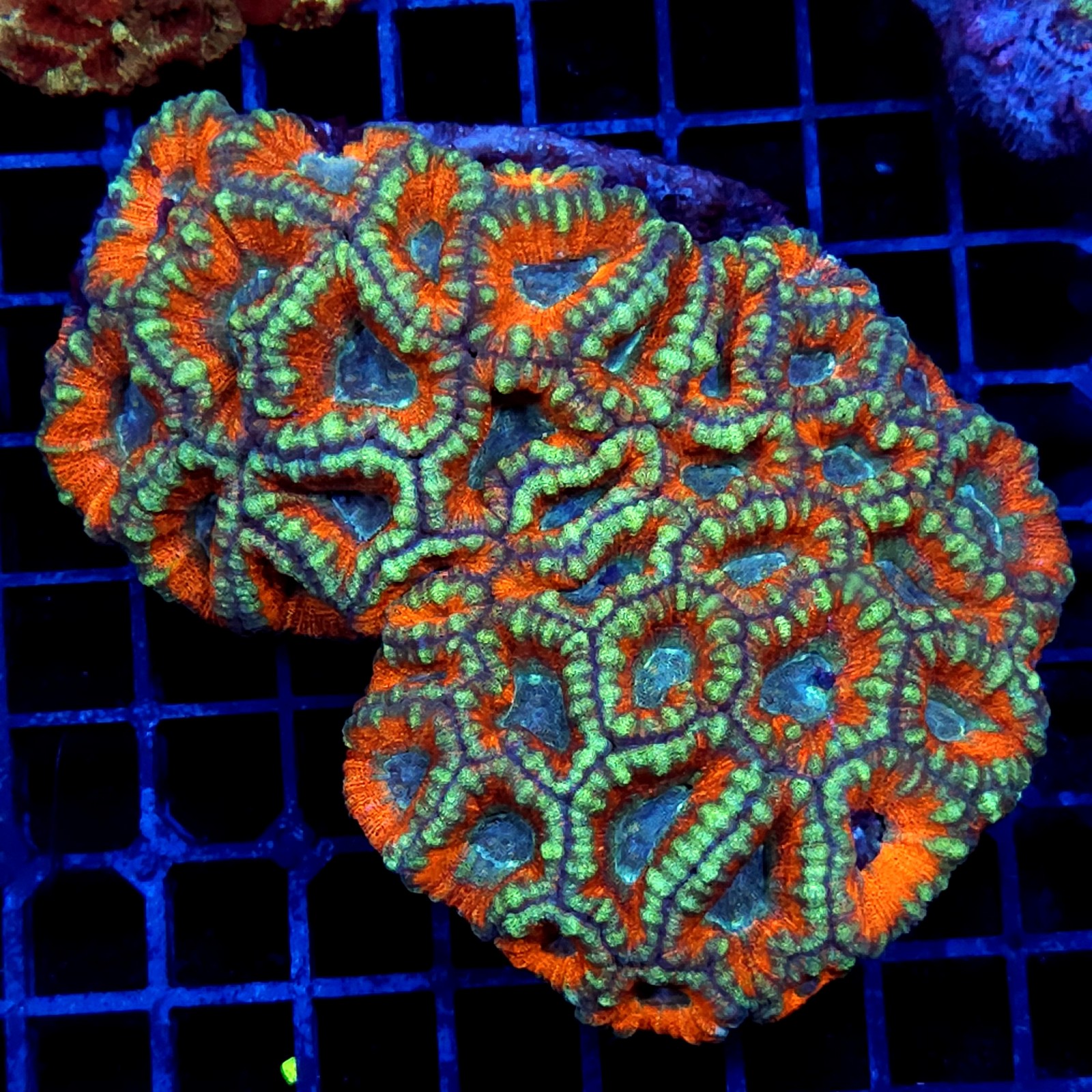 CC283 - Acanthastrea