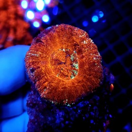 CC362 - Acanthastrea