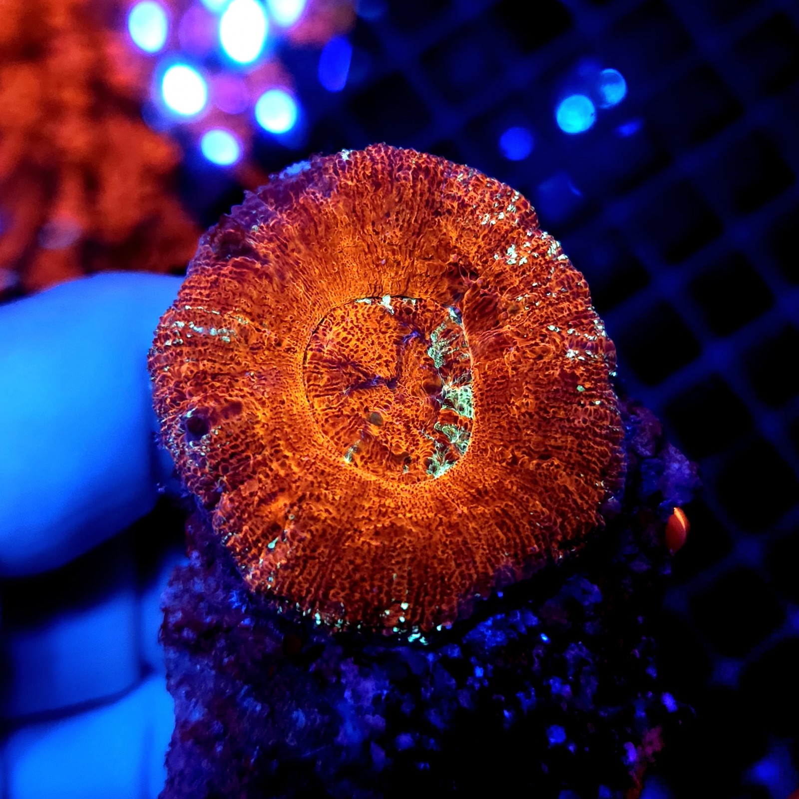 CC362 - Acanthastrea
