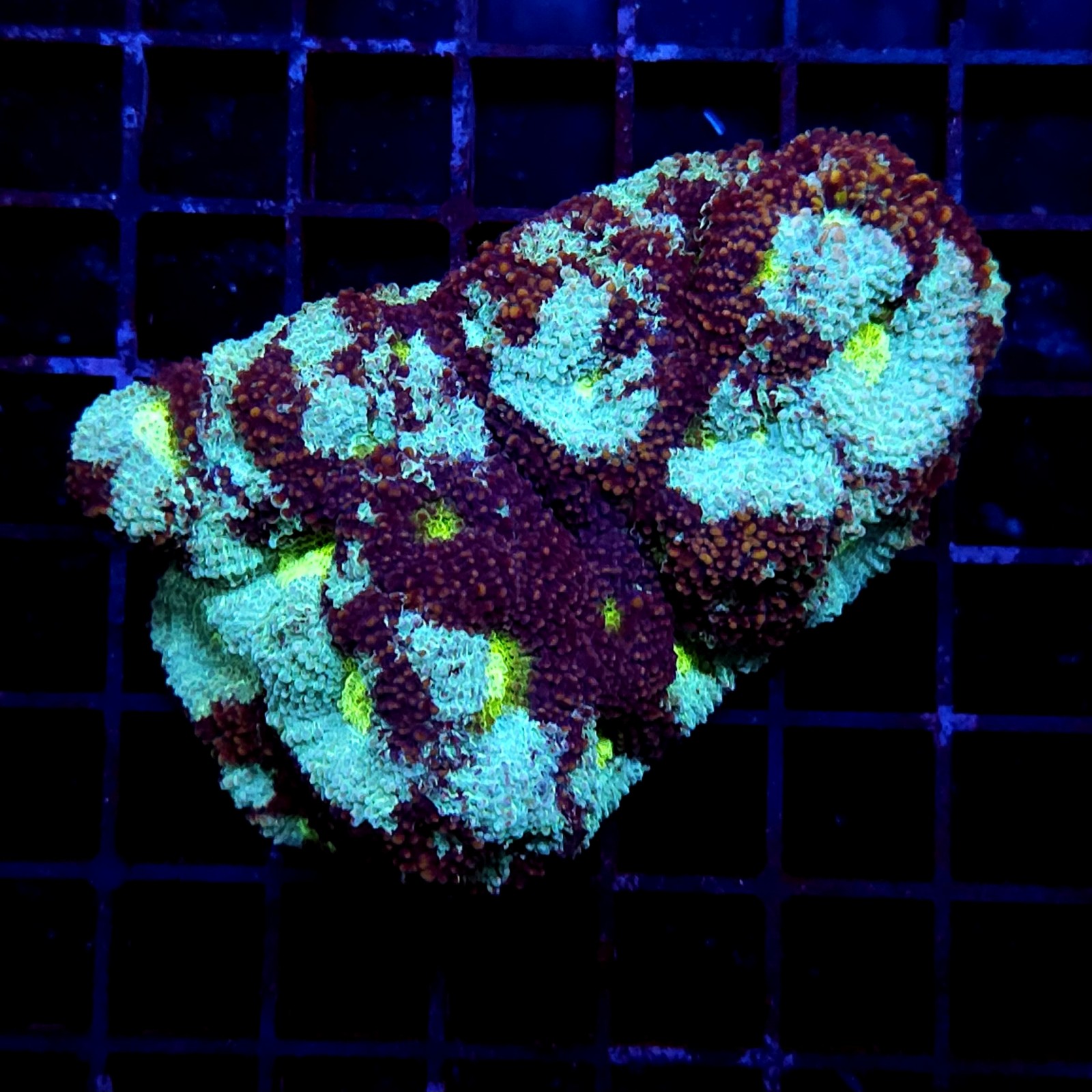 CC365 - Acanthastrea