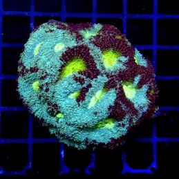 CC366 - Acanthastrea