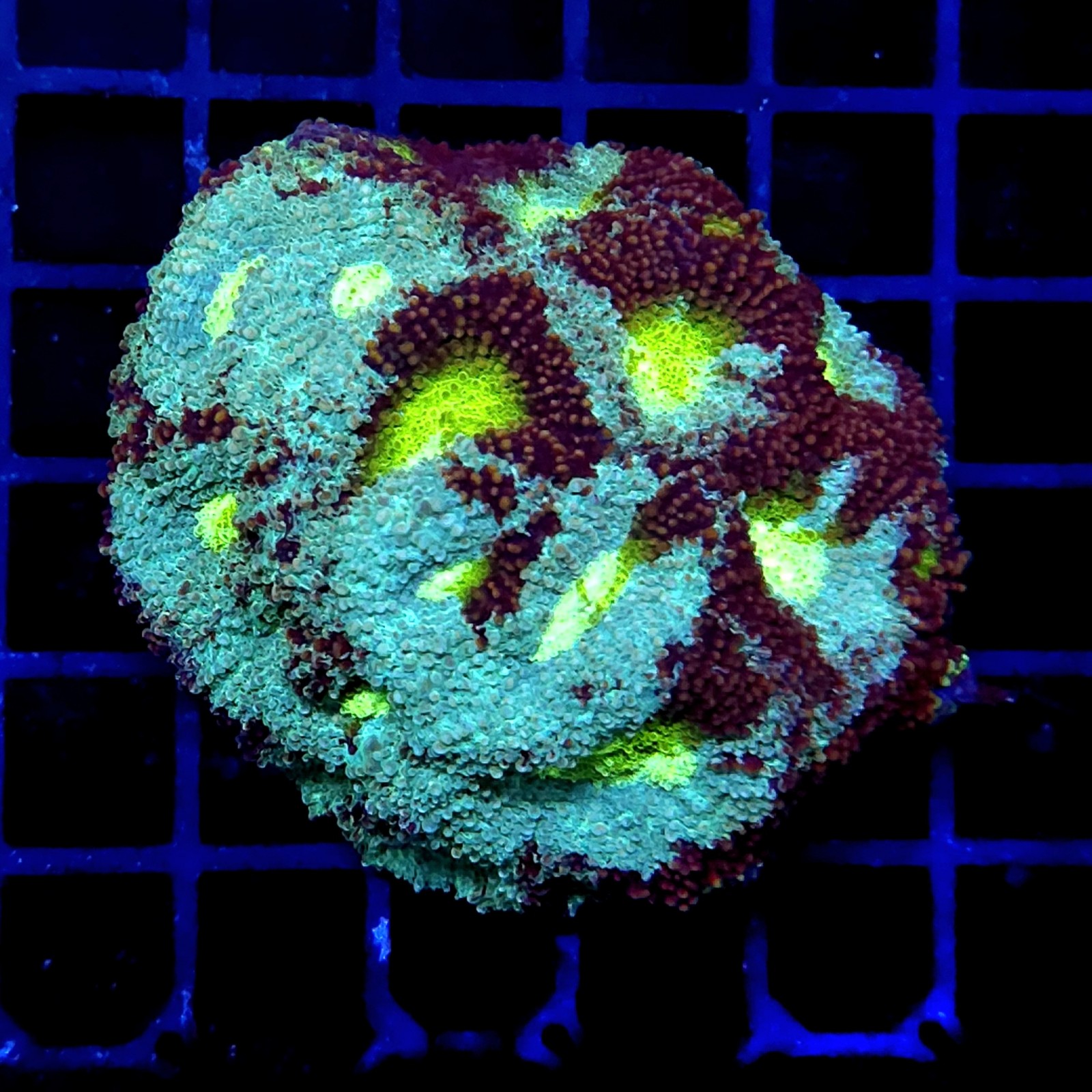 CC366 - Acanthastrea