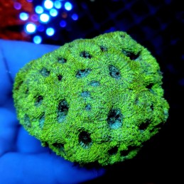CC372 - Acanthastrea