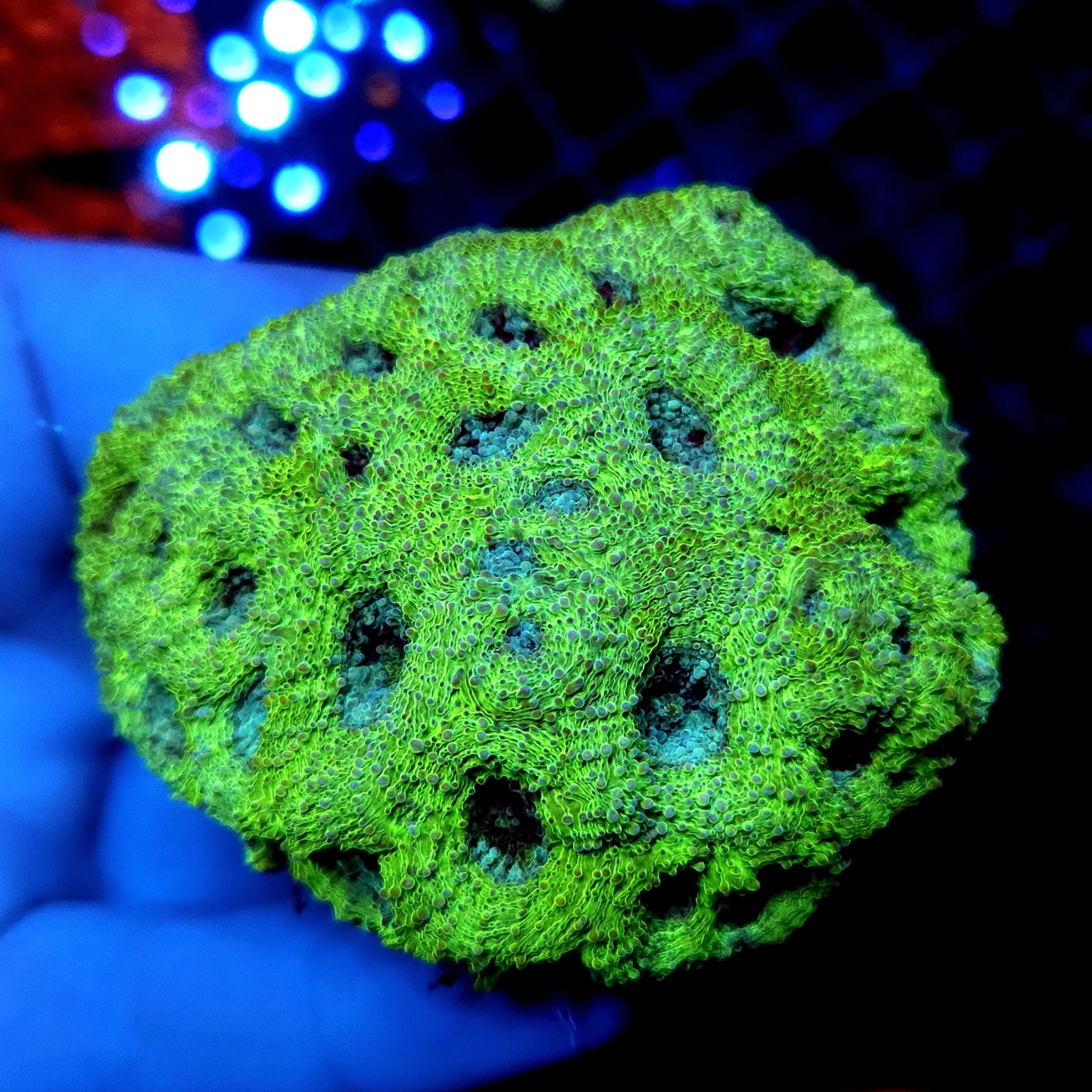 CC372 - Acanthastrea