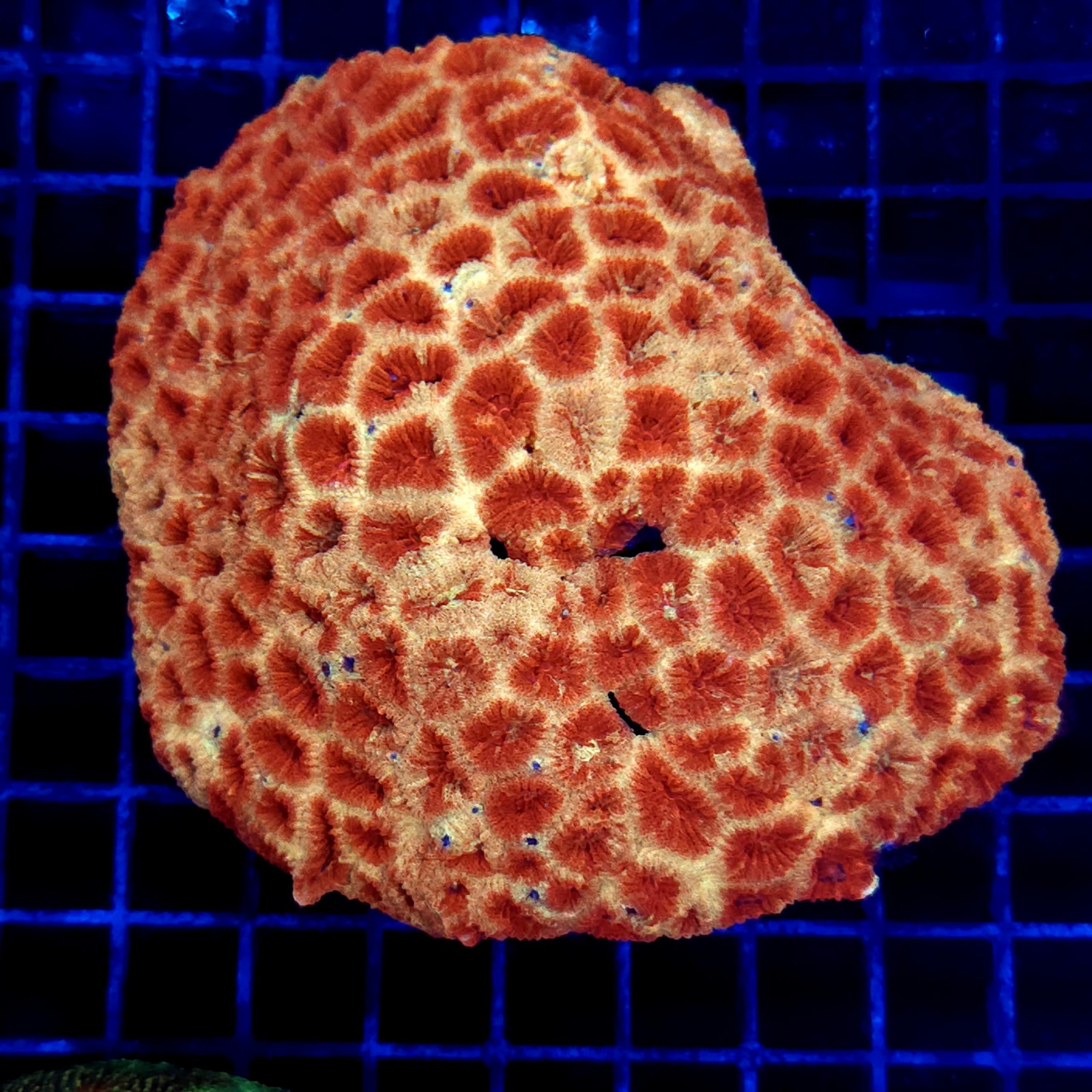 CC275 - Favia Favites