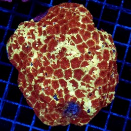 CC284 - Favia Favites