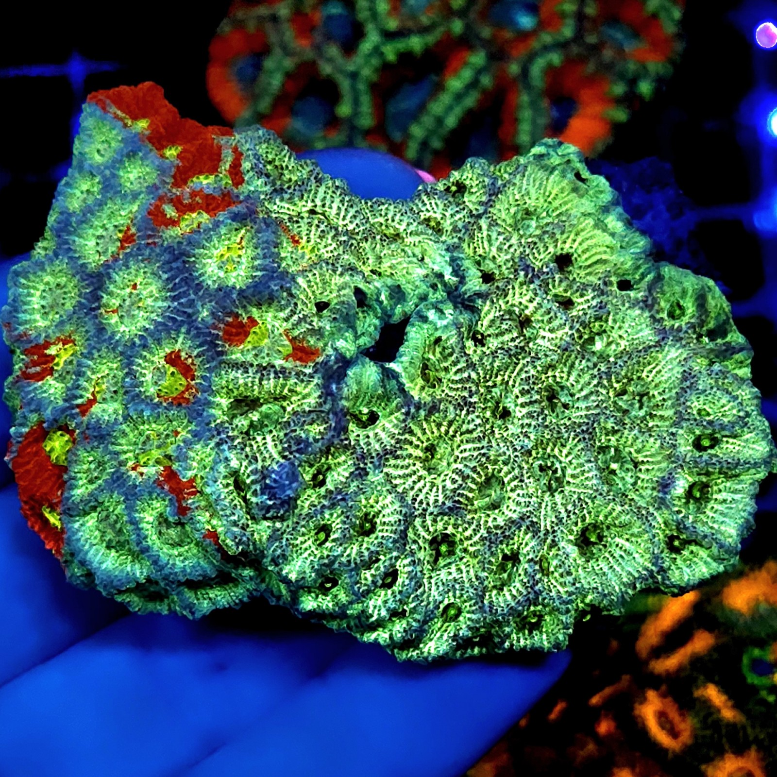 CC285 - Favia Favites