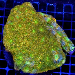 CC276 - Echinophyllia