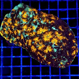 CC280 - Echinophyllia