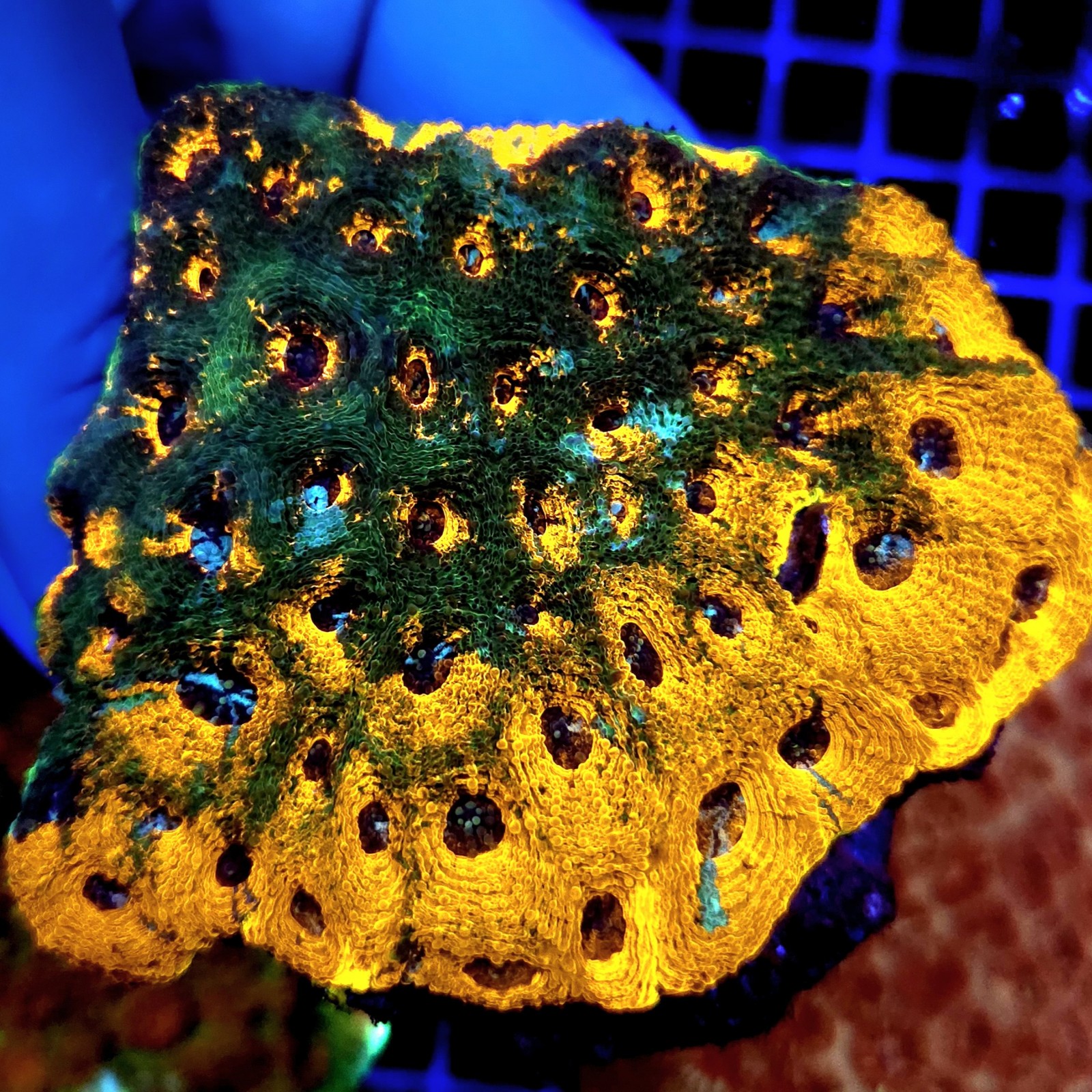 CC286 - Echinophyllia