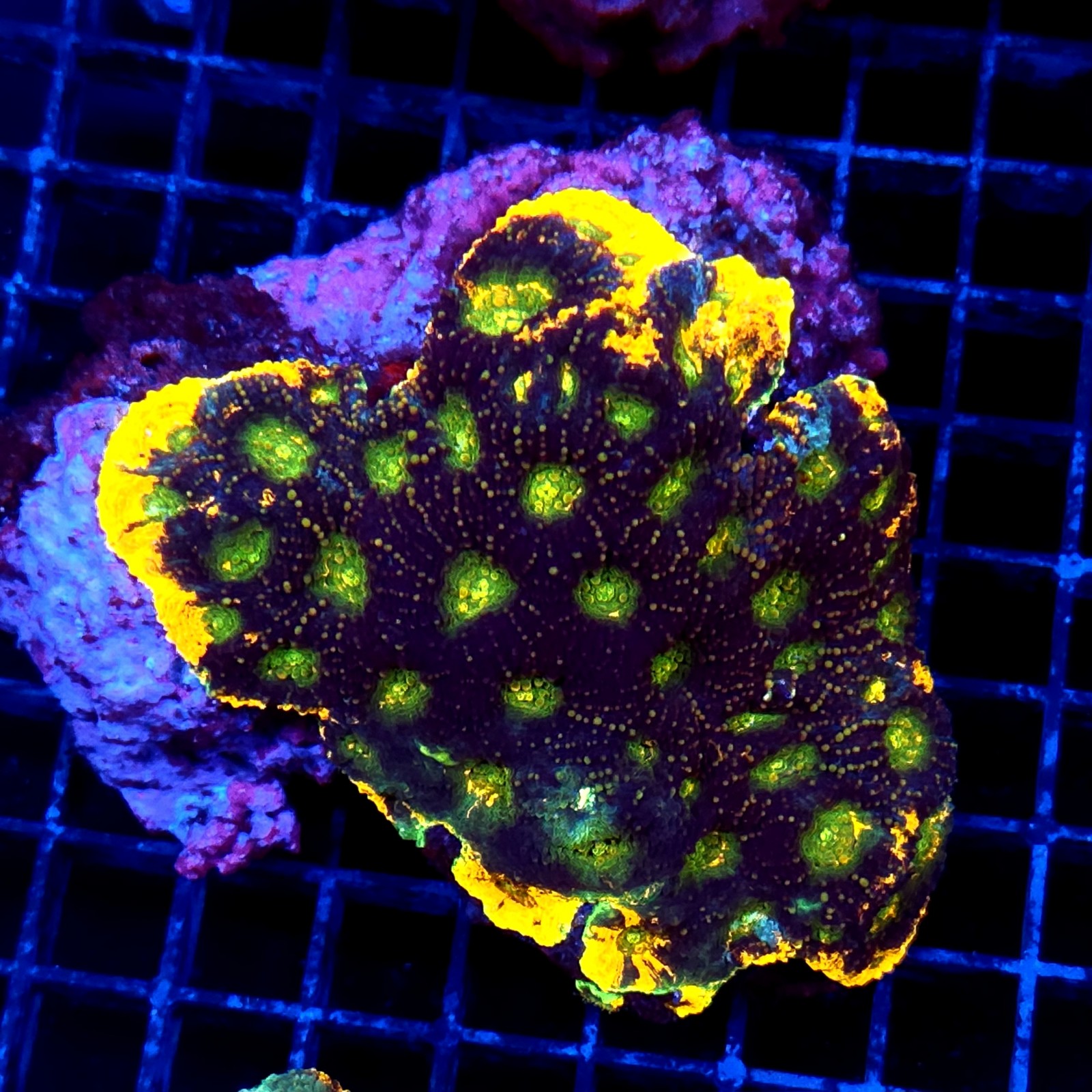 CC287 - Echinophyllia