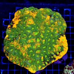 CC288 - Echinophyllia
