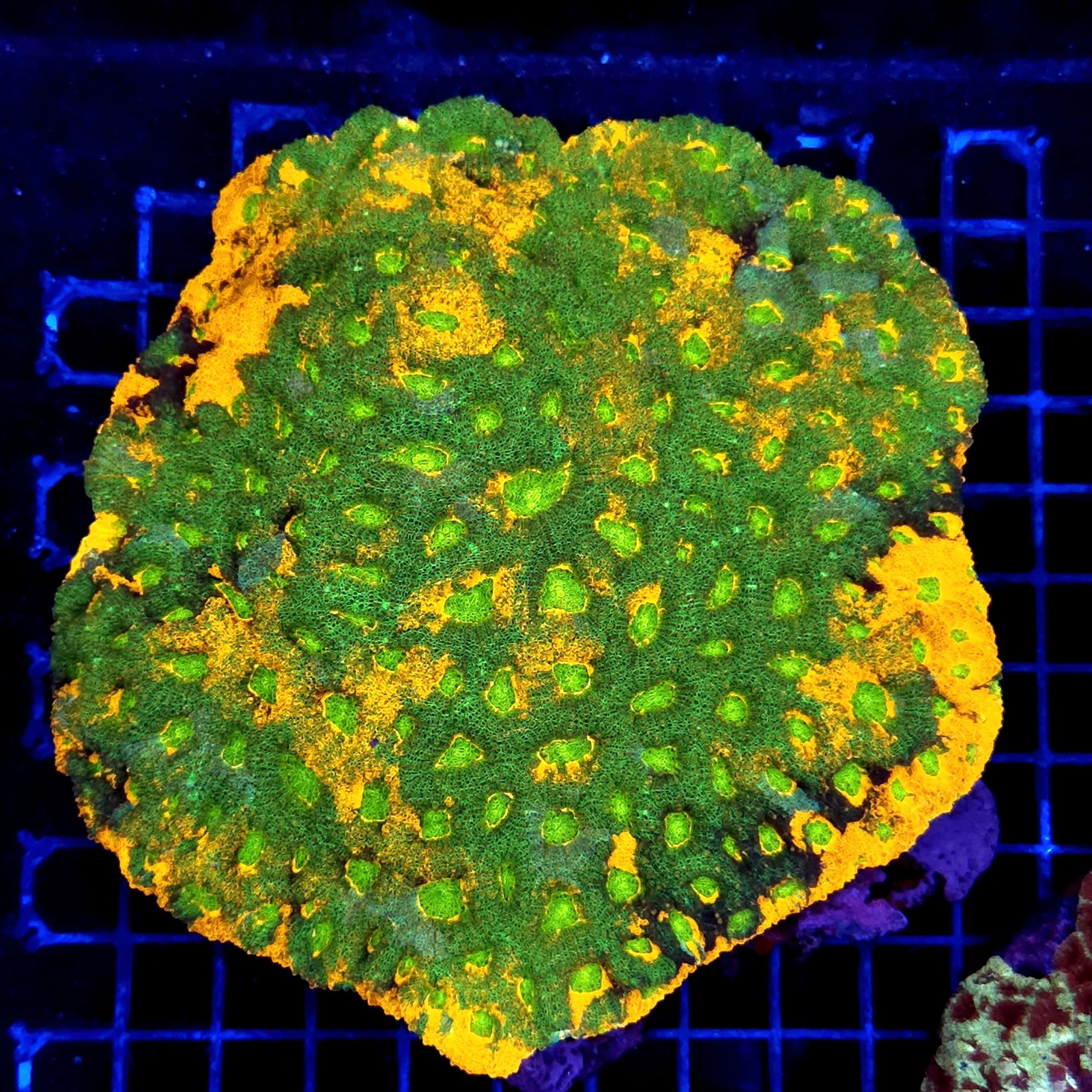 CC288 - Echinophyllia
