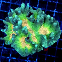 CC297 - Pectinia