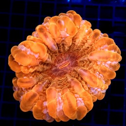 CC321 - Cynarina