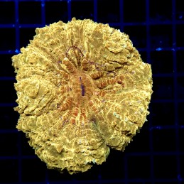 CC322 - Acanthophyllia