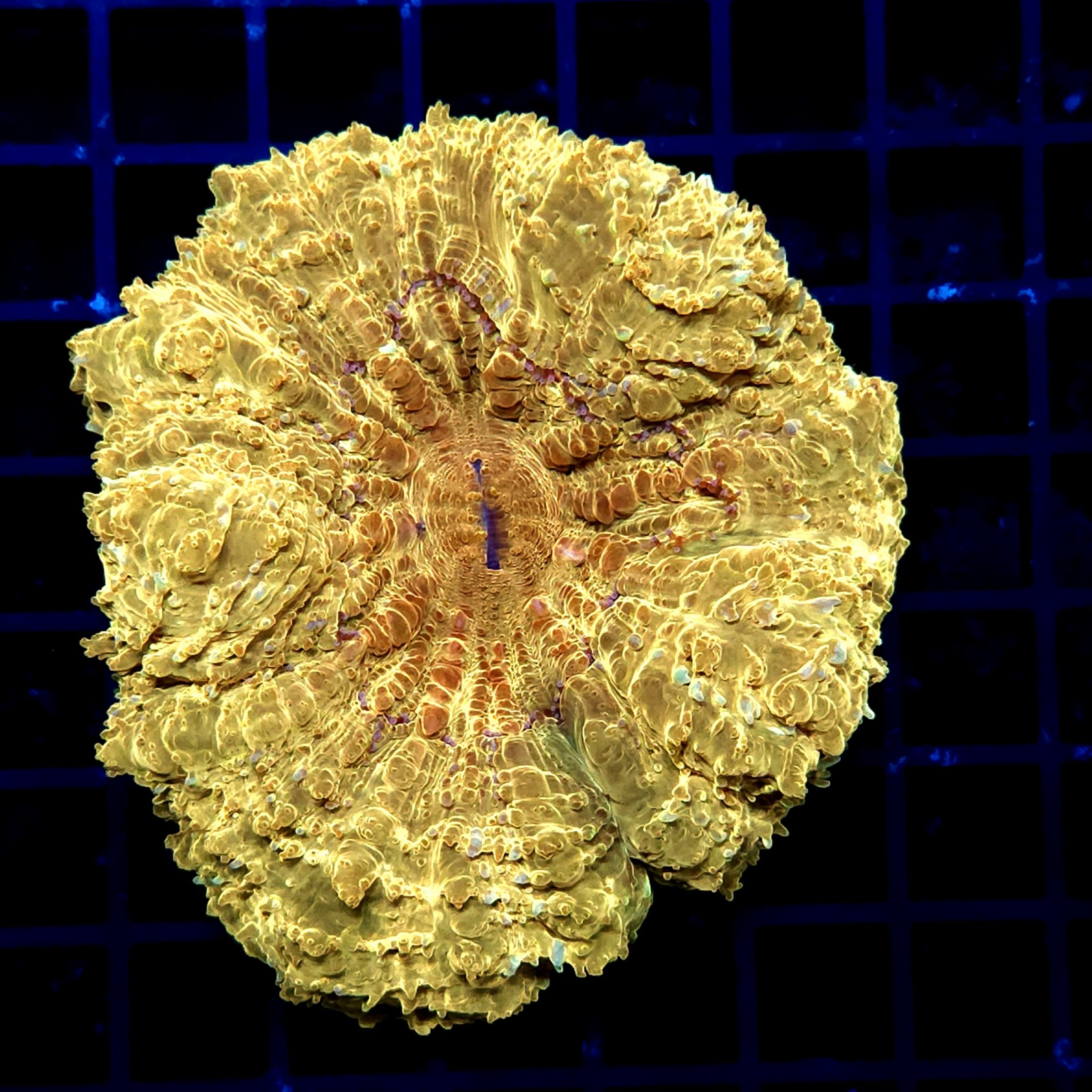 CC322 - Acanthophyllia