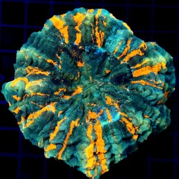 CC324 - Acanthophyllia