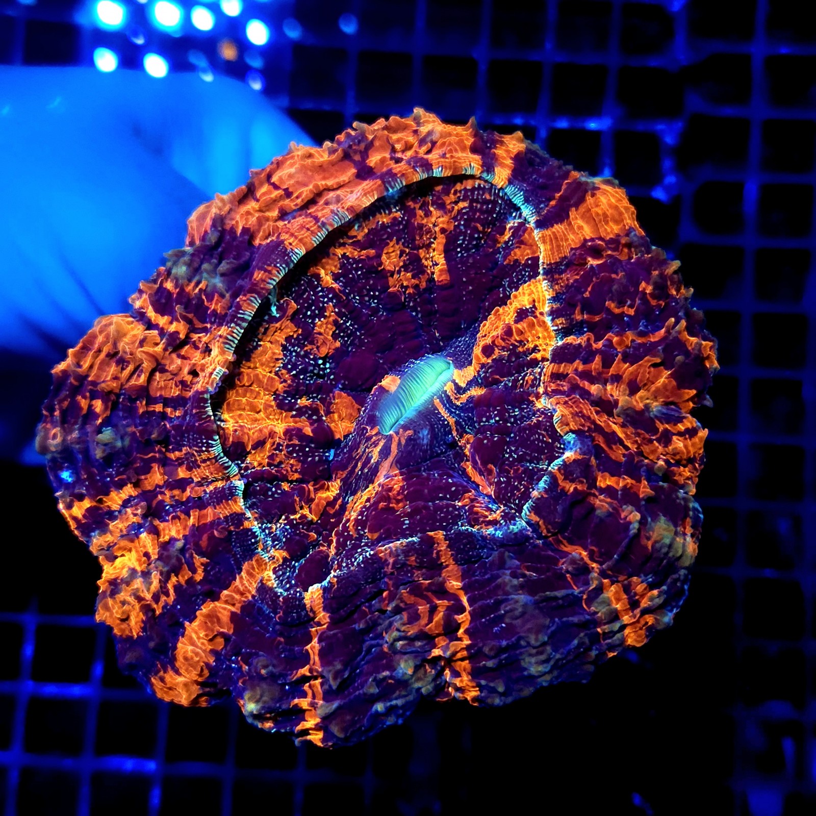 CC327 - Acanthophyllia