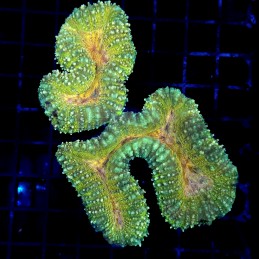 CC298 - Lobophyllia