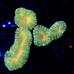 CC299 - Lobophyllia