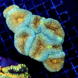 CC304 - Lobophyllia