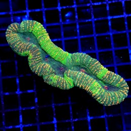 CC308 - Lobophyllia