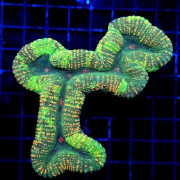 CC312 - Lobophyllia