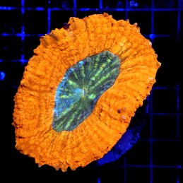 CC310 - Lobophyllia