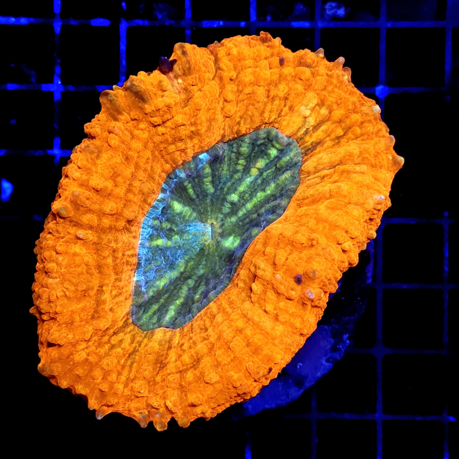 CC310 - Lobophyllia