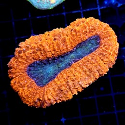 CC313 - Lobophyllia