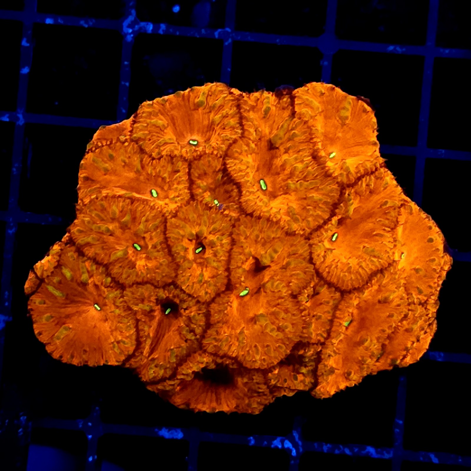 CC314 - Blastomussa