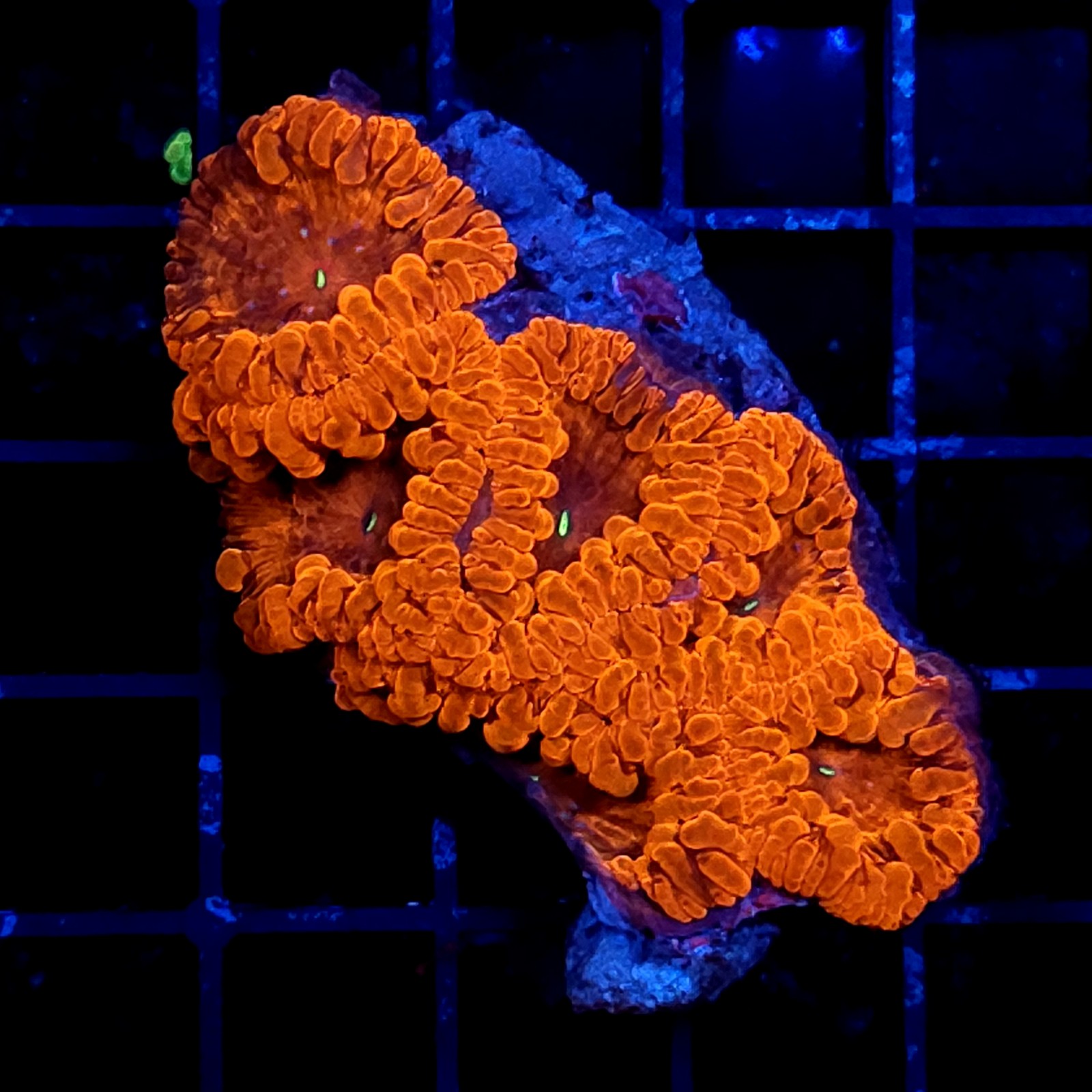 CC316 - Blastomussa