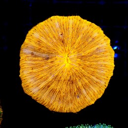 CC367 - Fungia
