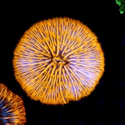 CC368 - Fungia