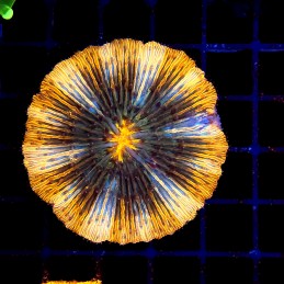 CC369 - Fungia