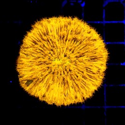 CC370 - Fungia