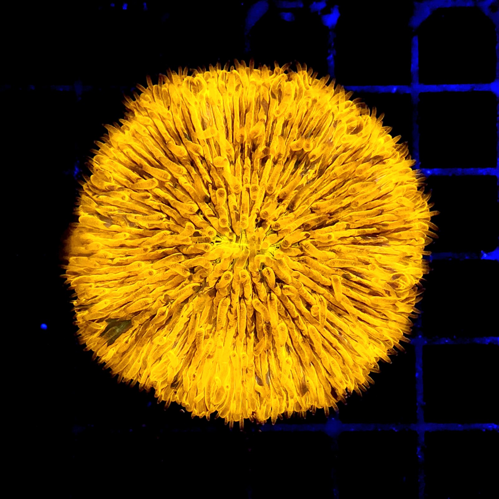 CC370 - Fungia