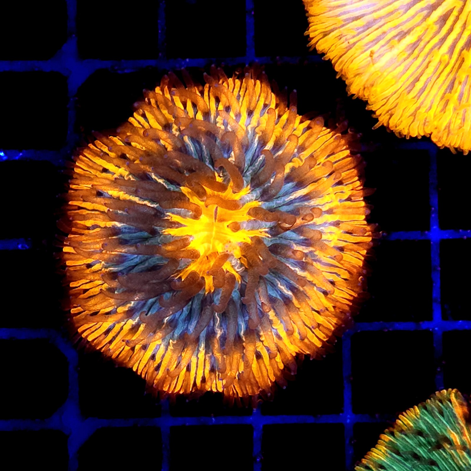 CC371 - Fungia